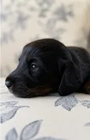 Blueberry , a male Miniature Dachshund for sale in Freeport, IL – 2 of 4
