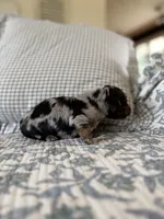 Popsicle , a female Miniature Dachshund for sale in Freeport, IL – 3 of 5