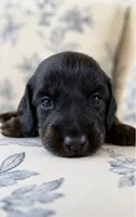 Blueberry , a male Miniature Dachshund for sale in Freeport, IL – 1 of 4