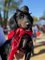 Blueberry , a male Miniature Dachshund for sale in Freeport, IL – 3 of 4