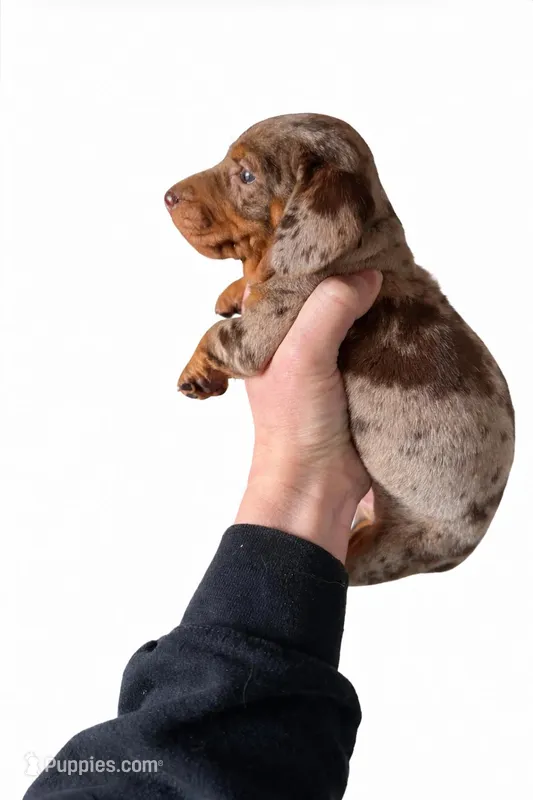 SH Isabella Dapple Boy – Miniature Dachshund puppy for sale in Freeport, IL