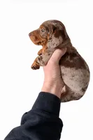 SH Isabella Dapple Boy, a male Miniature Dachshund for sale in Freeport, IL – Photo 1 of 2