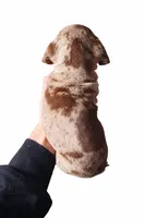 SH Isabella Dapple Boy, a male Miniature Dachshund for sale in Freeport, IL – Photo 2 of 2