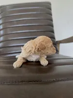 Pearl, a female Poodle - Toy  for sale in Freeport, IL – Photo 4 of 4