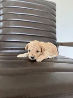 Pearl, a female Poodle - Toy  for sale in Freeport, IL – Photo 2 of 4