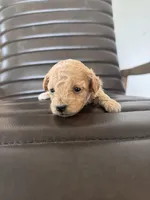 Pearl, a female Poodle - Toy  for sale in Freeport, IL – Photo 3 of 4