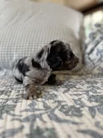 Popsicle , a female Miniature Dachshund for sale in Freeport, IL – 2 of 5