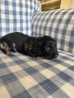 Cornbread , a male Miniature Dachshund for sale in Freeport, IL – 3 of 5