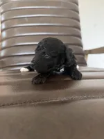 Pippa , a female Poodle - Toy  for sale in Freeport, IL – Photo 3 of 3