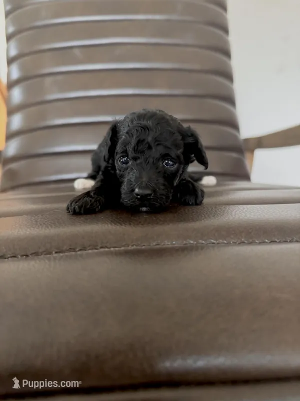 Pippa  – Poodle - Toy  puppy for sale in Freeport, IL