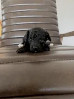 Pippa , a female Poodle - Toy  for sale in Freeport, IL – Photo 1 of 3