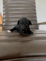 Pippa , a female Poodle - Toy  for sale in Freeport, IL – Photo 2 of 3