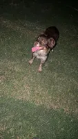 Lottie, a female Toy Australian Shepherd for sale in Osceola, MO – 6 of 7