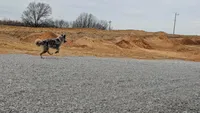 Arlin, a male Australian Shepherd and Border Collie for sale in Osceola, MO – 6 of 10