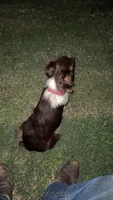 Lottie, a female Toy Australian Shepherd for sale in Osceola, MO – 7 of 7