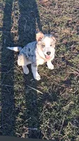 Arlin, a male Australian Shepherd and Border Collie for sale in Osceola, MO – 10 of 10