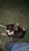 Lottie, a female Toy Australian Shepherd for sale in Osceola, MO – 5 of 7