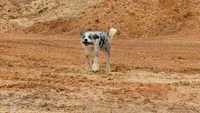 Arlin, a male Australian Shepherd and Border Collie for sale in Osceola, MO – 5 of 10