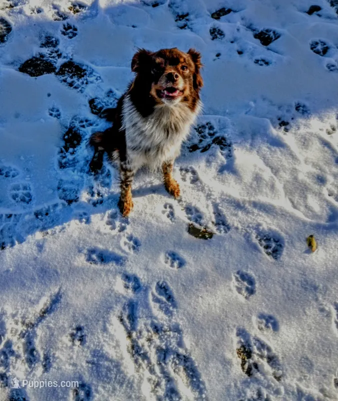 Lottie – Toy Australian Shepherd puppy for sale in Osceola, MO