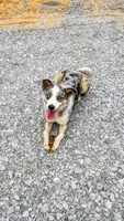 Arlin, a male Australian Shepherd and Border Collie for sale in Osceola, MO – 9 of 10