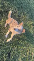 Arlin, a male Australian Shepherd and Border Collie for sale in Osceola, MO – 2 of 10