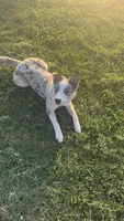 Arlin, a male Australian Shepherd and Border Collie for sale in Osceola, MO – 3 of 10