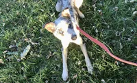 Arlin, a male Australian Shepherd and Border Collie for sale in Osceola, MO – 8 of 10