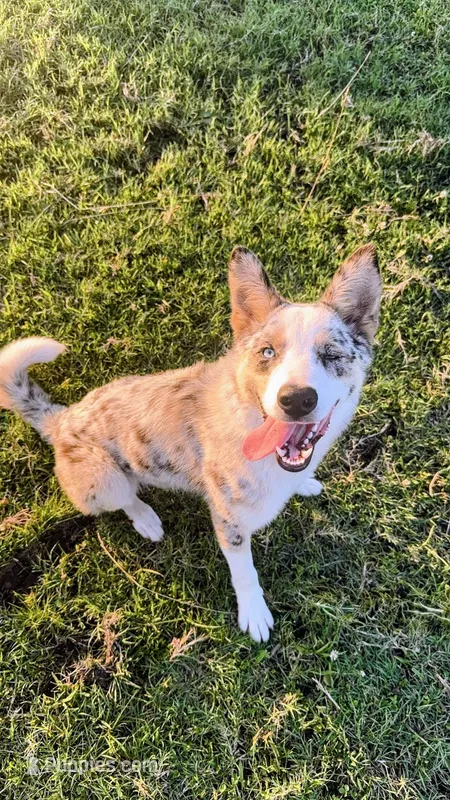 Arlin – Australian Shepherd, Border Collie puppy for sale in Osceola, MO