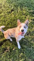 Arlin, a male Australian Shepherd and Border Collie for sale in Osceola, MO – 1 of 10