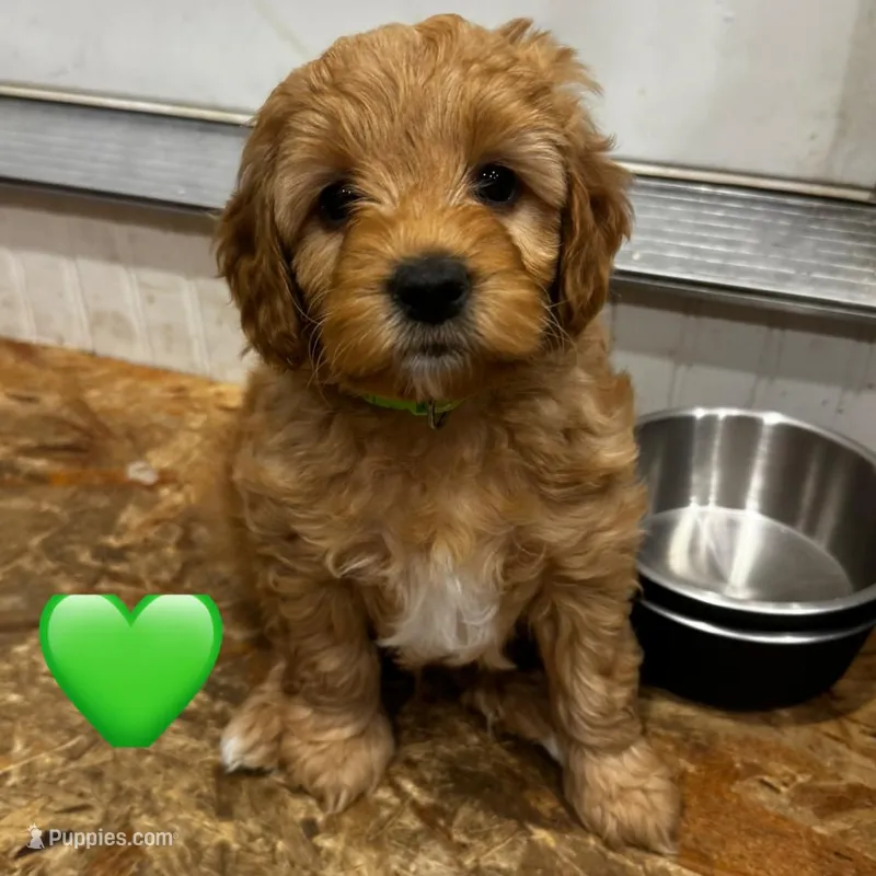 Pip – Miniature Goldendoodle puppy for sale in Anderson, IN