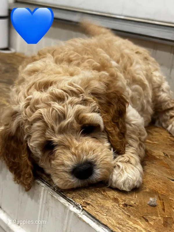 Blu – Miniature Goldendoodle puppy for sale in Anderson, IN