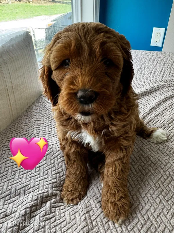 Mac – Miniature Goldendoodle puppy for sale in Anderson, IN