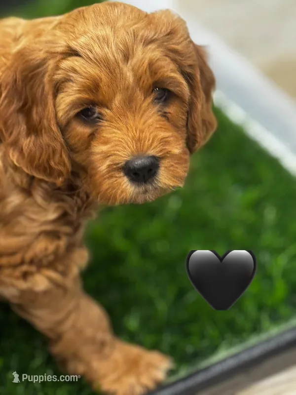 Kit – Miniature Goldendoodle puppy for sale in Anderson, IN