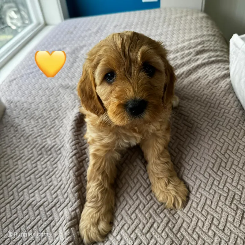 Bea – Miniature Goldendoodle puppy for sale in Anderson, IN