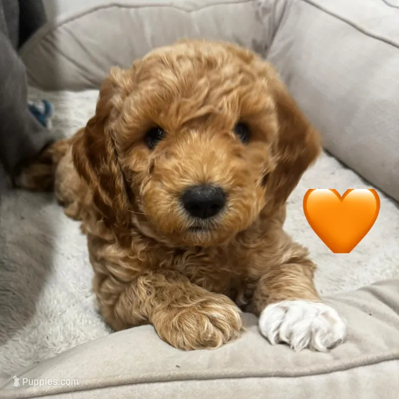 Gus – Miniature Goldendoodle puppy for sale in Anderson, IN