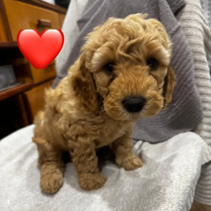 Ace – Miniature Goldendoodle puppy for sale in Anderson, IN