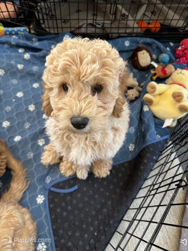 Blu – Miniature Goldendoodle puppy for sale in Anderson, IN
