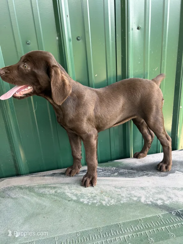 Sage, a female Boykin Spaniel for sale in Clinton, MS – 1 of 1