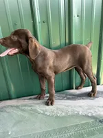 Sage, a female Boykin Spaniel for sale in Clinton, MS – 1 of 1