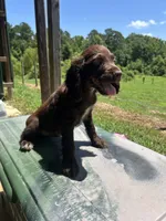 Jewel , a female English Cocker Spaniel for sale in Clinton, MS – 2 of 2