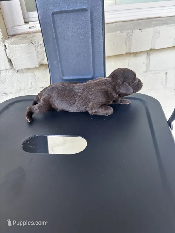 Kale – Boykin Spaniel puppy for sale in Clinton, MS