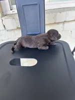 Kale, a female Boykin Spaniel for sale in Clinton, MS – 1 of 1