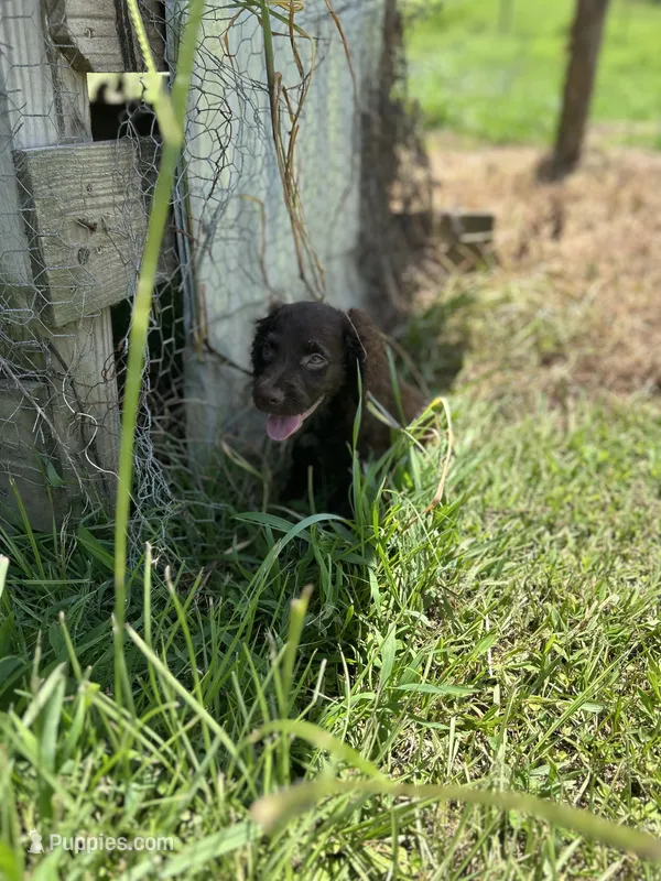 Jewel  – English Cocker Spaniel puppy for sale in Clinton, MS