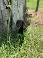 Jewel , a female English Cocker Spaniel for sale in Clinton, MS – 1 of 2