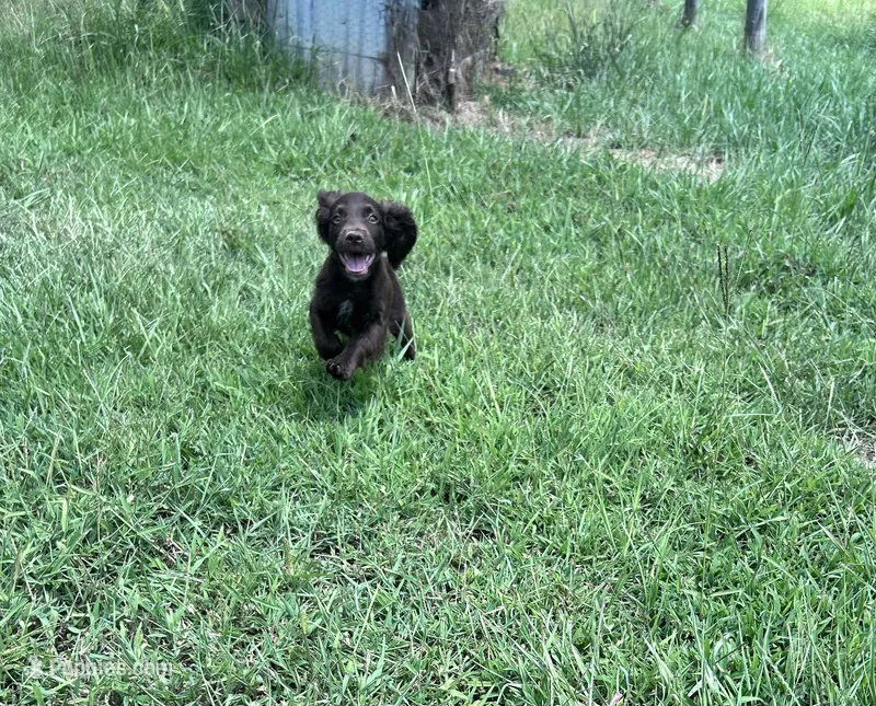 Jewel  – English Cocker Spaniel puppy for sale in Clinton, MS