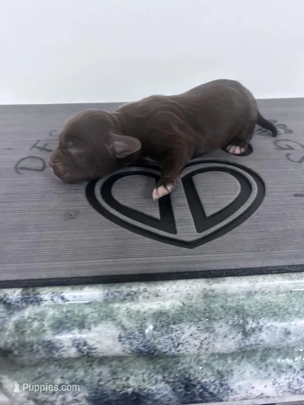 Jule – English Cocker Spaniel puppy for sale in Clinton, MS