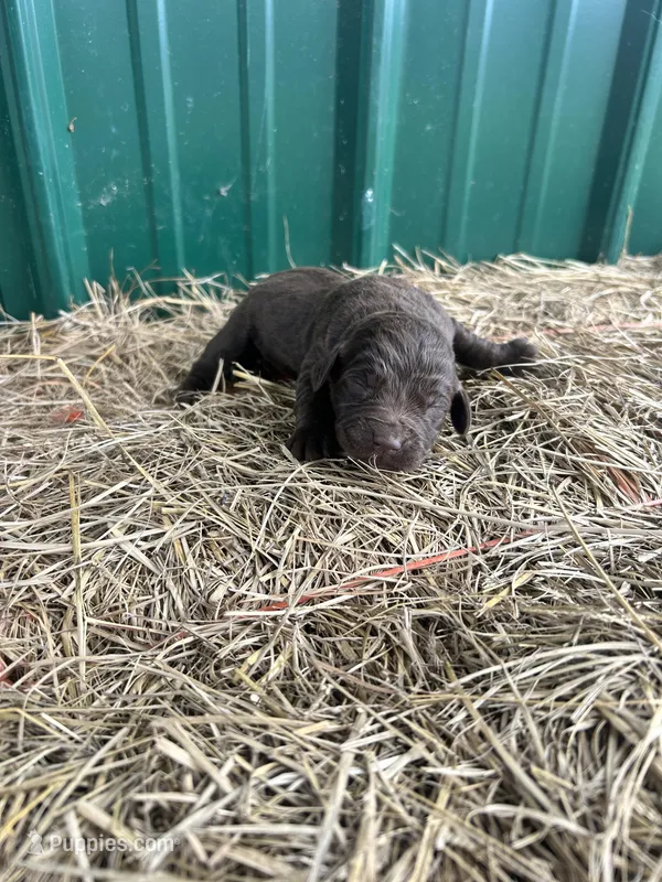 Bud, a male Labrador Retriever for sale in Clinton, MS – Photo 1 of 1
