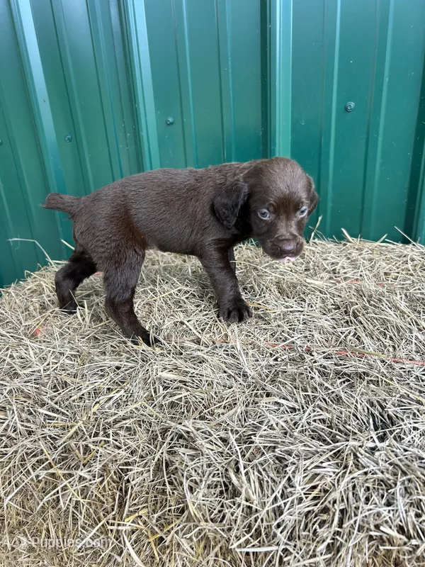 Bud – Boykin Spaniel puppy for sale in Clinton, MS