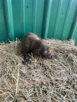 Bud, a male Boykin Spaniel for sale in Clinton, MS – Photo 1 of 2