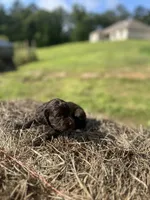Kay, a male English Cocker Spaniel for sale in Clinton, MS – 1 of 1